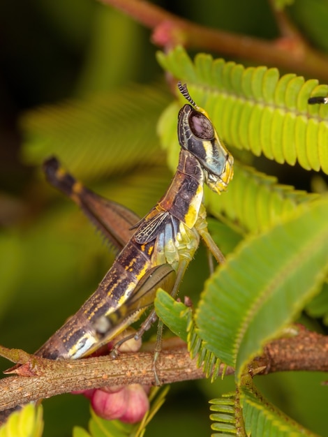 Monkey Grasshopper Ninfa della famiglia Eumastacidae