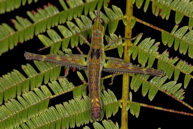 Monkey Grasshopper Ninfa della famiglia Eumastacidae