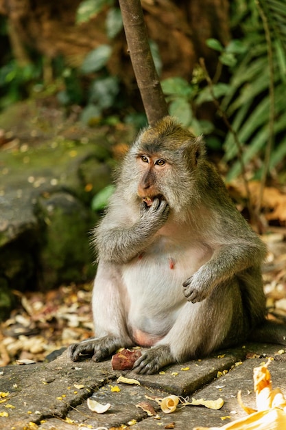 Monkey mangiare nella riserva forestale di Ubud Bali Indonesia