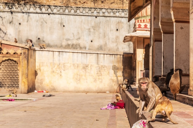 Monkey nel tempio delle scimmie a Jaipur, Rajasthan, India.