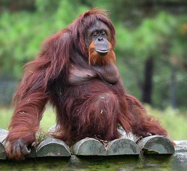 monkey sitting on wooden fence