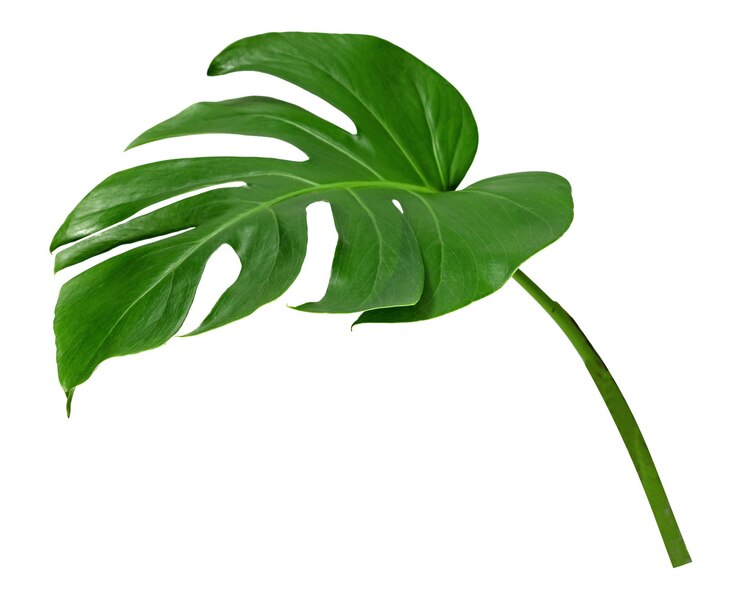 Foto monstera a foglia verde isolata su sfondo bianco