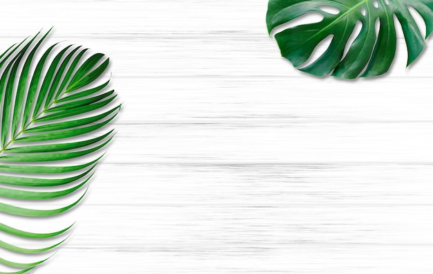 Monstera deliciosa e foglie tropicali della palma gialla isolate su fondo di legno bianco