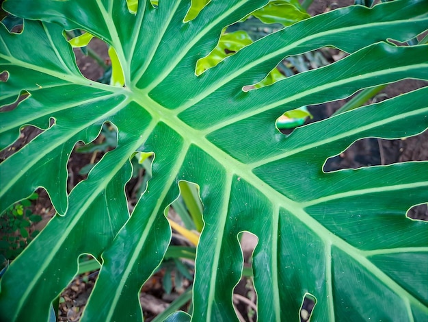 Monstera deliciosa pianta di formaggio svizzero o filodendro a foglia divisa è un'aspecie di pianta fiorita originaria delle foreste tropicali del Messico meridionale