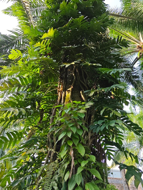 Monstera deliciosa selvatica frondosa nella piantagione