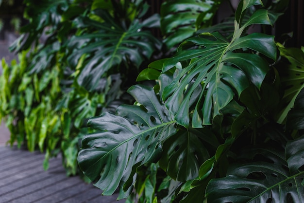 Monstera gigante lascia una pianta tropicale