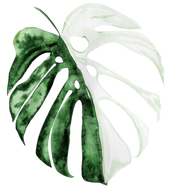 Monstera lascia acquerello singolo elemento