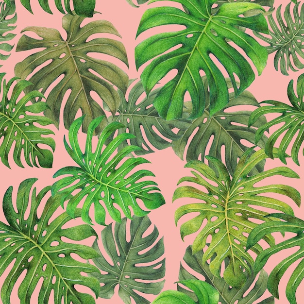 Monstera lascia il modello senza cuciture su sfondo rosa