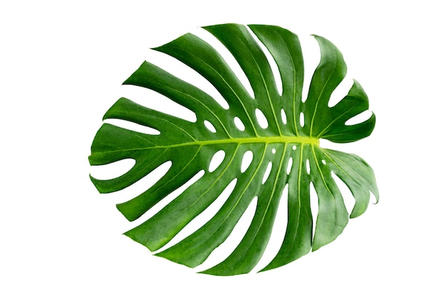 Monstera lascia le foglie con isolato su sfondo bianco Foglie su bianco