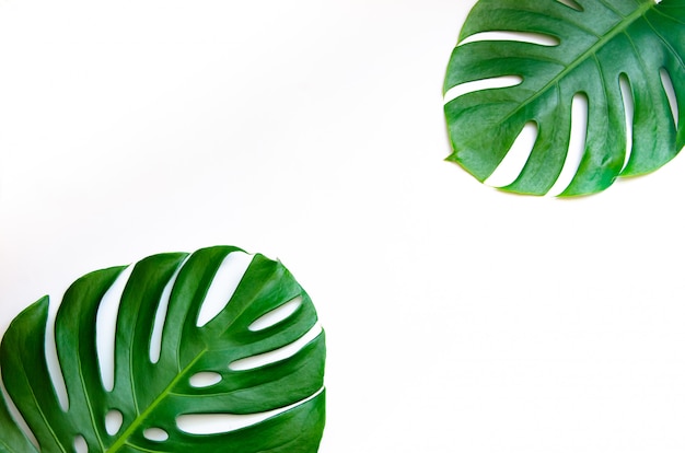 Monstera lascia le foglie con isolato su sfondo bianco Foglie su bianco