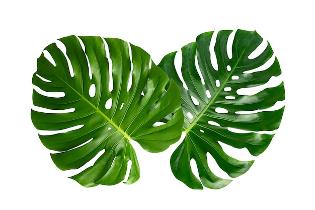 Monstera lascia le foglie con isolato su sfondo bianco Foglie su bianco