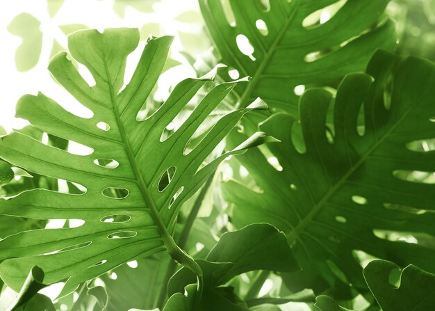 Monstera lascia sfondo verde tropicale con luce solare, foglia di palma