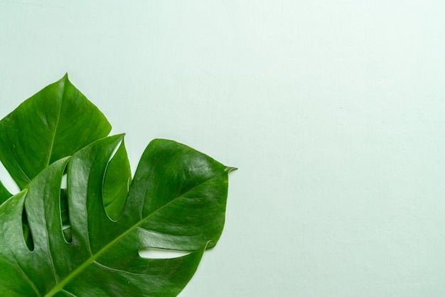 Monstera lascia sul colore di sfondo