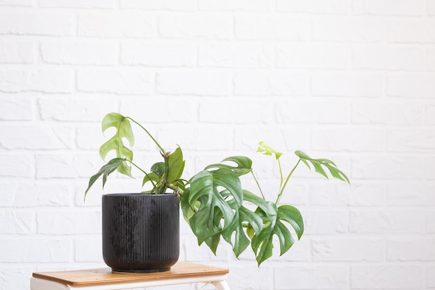 Monstera Minima Rhaphidophora TETRASPERMA foglia di primo piano all'interno su muro di mattoni bianco Piante da casa in vaso verde decorazioni per la casa cura e coltivazione