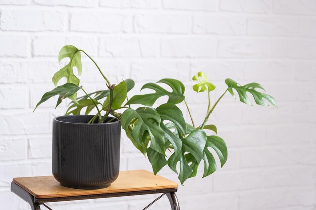 Monstera Minima Rhaphidophora TETRASPERMA foglia di primo piano all'interno su muro di mattoni bianco Piante da casa in vaso verde decorazioni per la casa cura e coltivazione