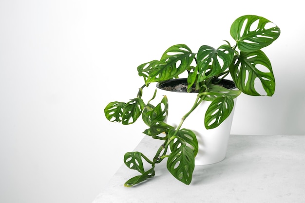 Monstera Monkey Mask o Obliqua o Adansonii foglie Piante domestiche in vaso bianco Minimalismo e concetto di stile scandi giungla urbana e stanza giardino Sfondo bianco e grigio