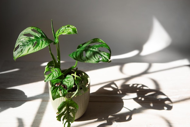 Monstera obliqua Monkey Mask closeup foglia sul davanzale in condizioni di luce solare intensa con ombre piante di casa in vaso verde home decor cura e coltivazione