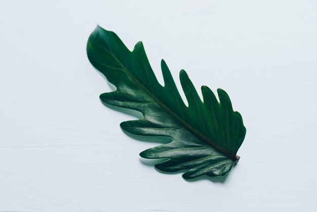 Monstera parte