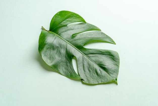 Monstera parte