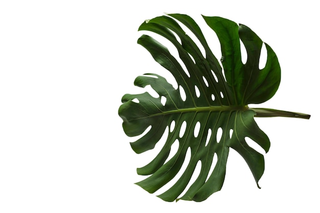 Monstera pianta verde isolato su uno sfondo bianco.