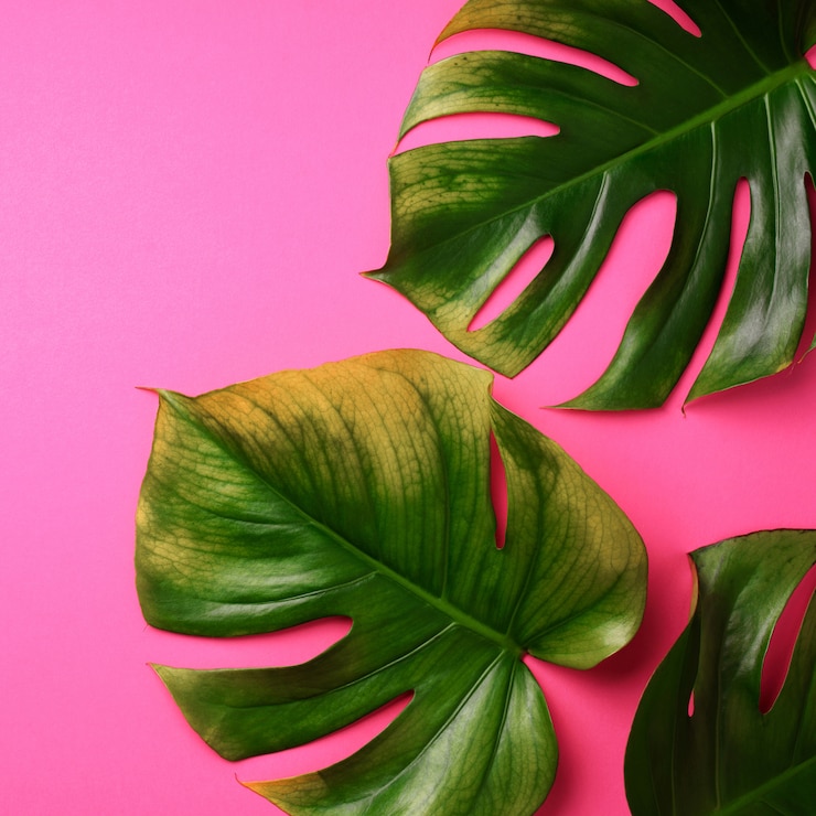 Foto monstera tropicale lascia su sfondo rosa. layout creativo