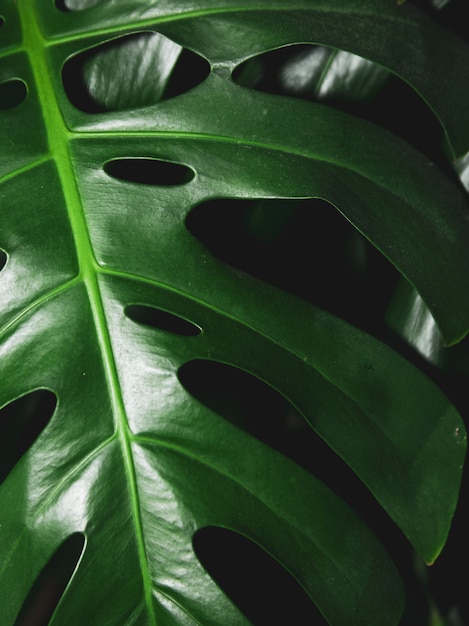 Monstera tropicale verde scuro lascia sul nero