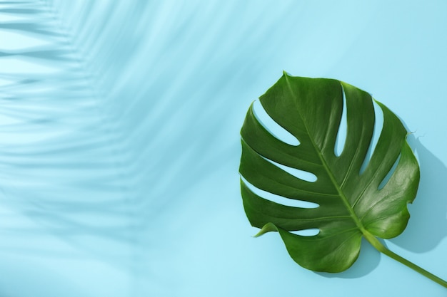 Monstera verde sul tavolo blu