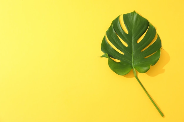 Monstera verde sul tavolo giallo