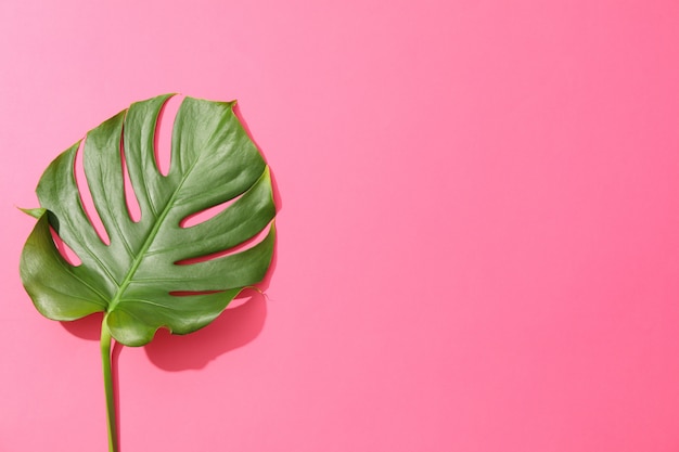 Monstera verde sul tavolo rosa