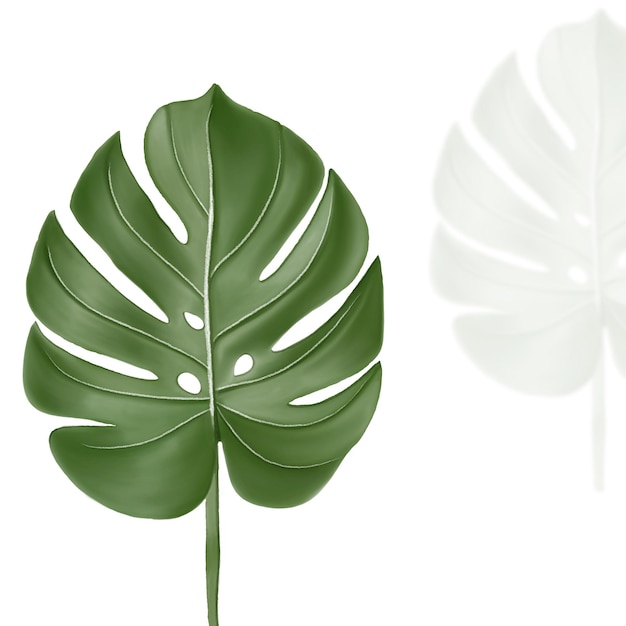 Monstera