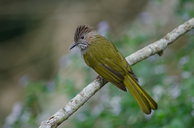 Montagna Bulbul (Ixos mcclellandii) in natura