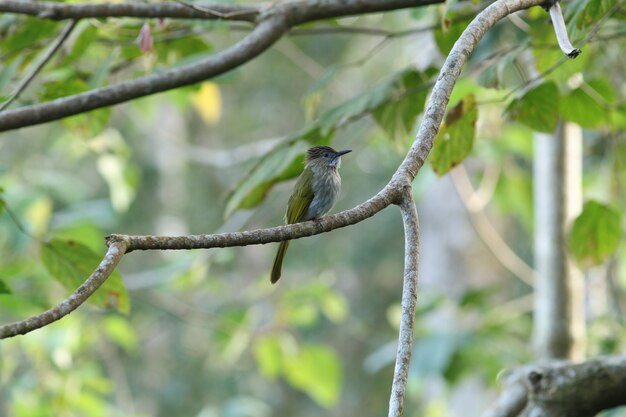 Montagna Bulbul (Ixos mcclellandii) in natura