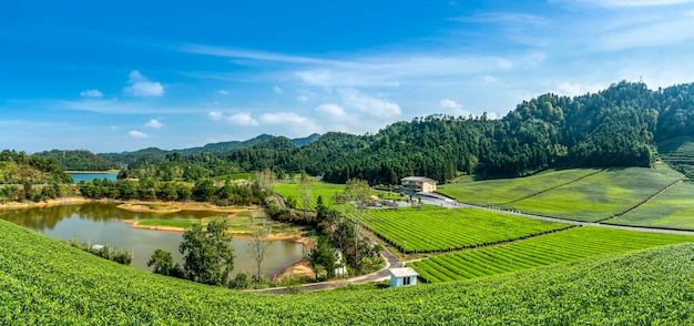 Montagna del tè del lago Qiandao di Hangzhou