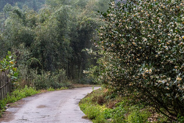 Montagna del tè e foresta nella nebbia mattutina