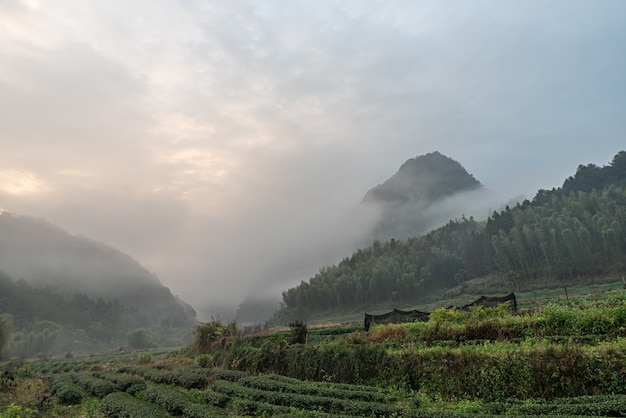 Montagna del tè e foresta nella nebbia mattutina