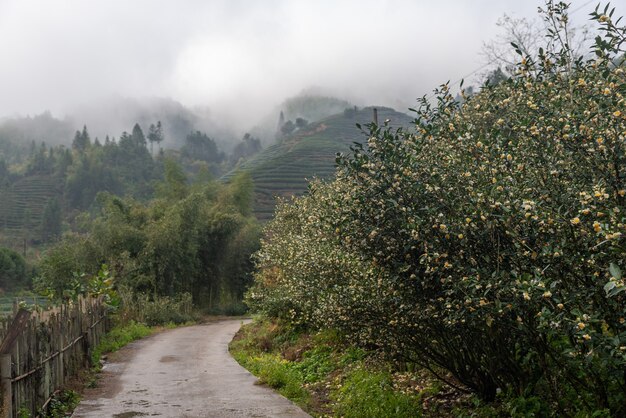 Montagna del tè e foresta nella nebbia mattutina