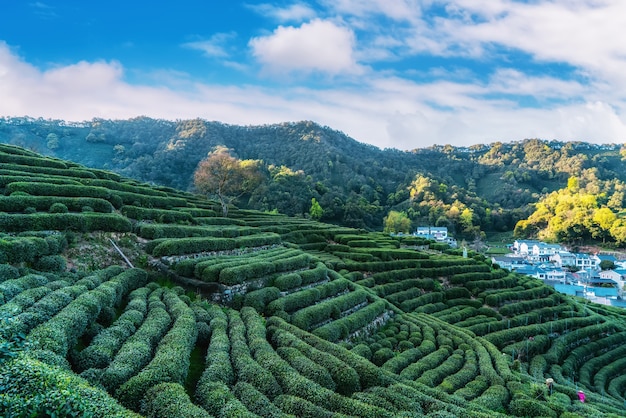 Montagna del tè Longjing del lago ovest di Hangzhou