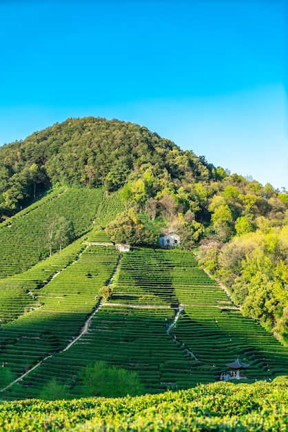 Montagna del tè Longjing del lago ovest di Hangzhou