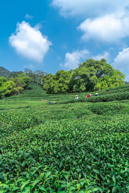 Montagna del tè Longjing del lago ovest di Hangzhou