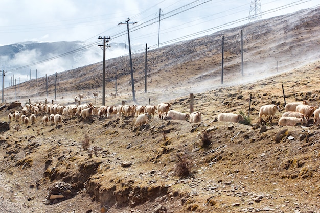 Montagna della neve del paesaggio di sud-ovest della Cina con il pascolo delle pecore e delle capre su nebbia nel marciapiede