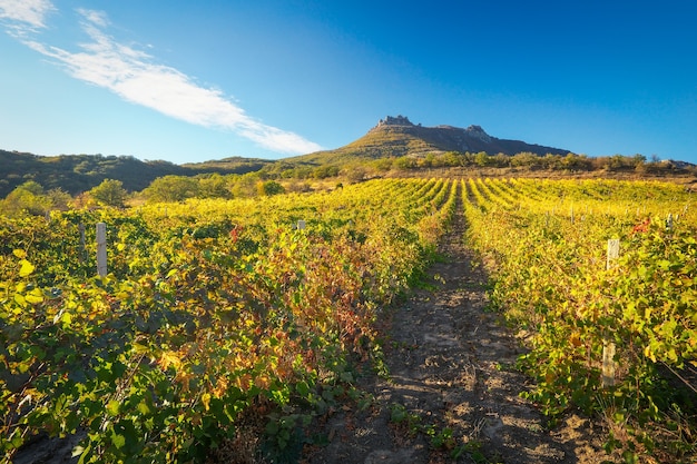 Montagna e campo con vigneti. Composizione della natura