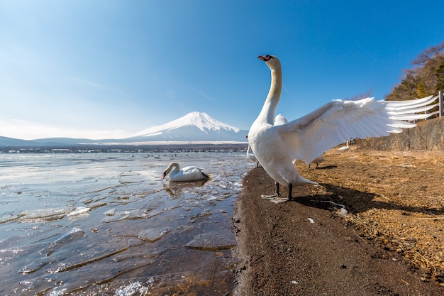 Montagna Fuji Yamanaka e oca