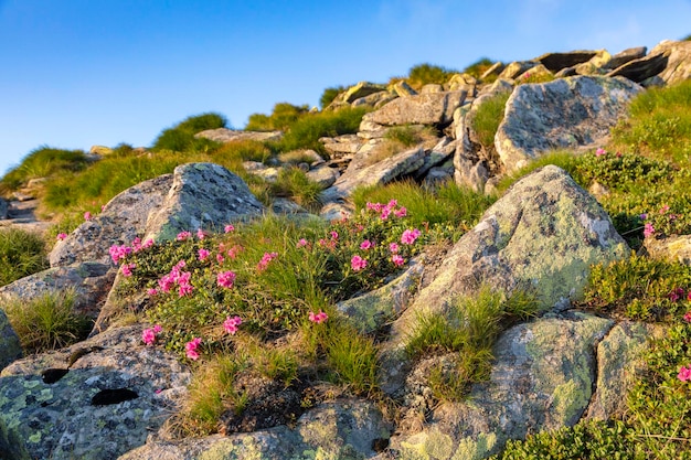 Montagna lapidata collina ricoperta di rododendro fiorito Bellissimo paesaggio fiorito delle montagne più alte durante il tramonto