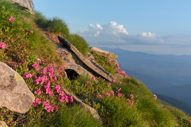 Montagna lapidata collina ricoperta di rododendro fiorito Bellissimo paesaggio fiorito delle montagne più alte