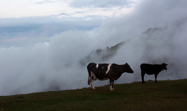 Montagna nebbiosa e mucche al pascolo