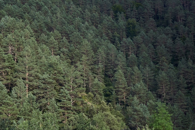 Montagna ricoperta di alberi della foresta