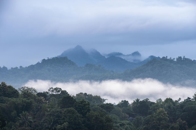 Montagna verde in clima tropicale su nebbioso