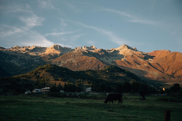 montagne al mattino paesaggio montano della fauna selvatica