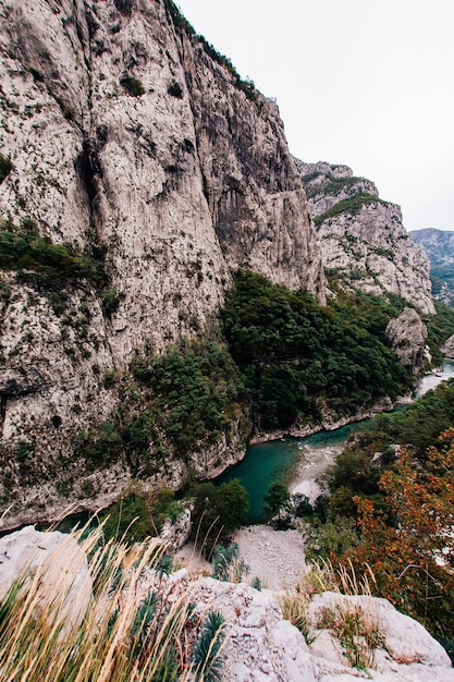 montagne al mattino paesaggio montano della fauna selvatica