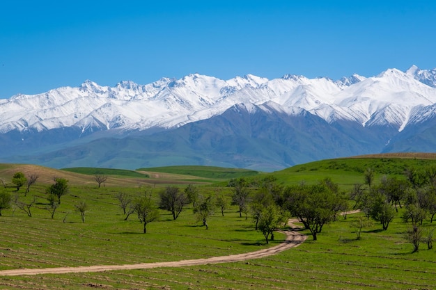 Montagne, alberi e cielo in campagna in Kirghizistan